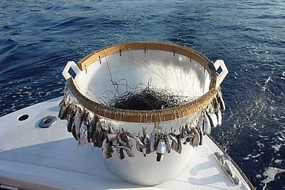 PALAMITO PER LA SPIGOLA