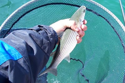 PESCA AL TOCCO AL CEFALO