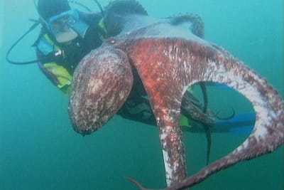 PIOVRA - Enteroctopus dofleini