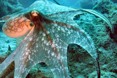 POLPO - Octopus vulgaris