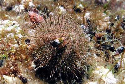 PSAMMECHINUS MICROTUBERCULATUS