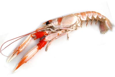 SCAMPO - Nephrops norvegicus