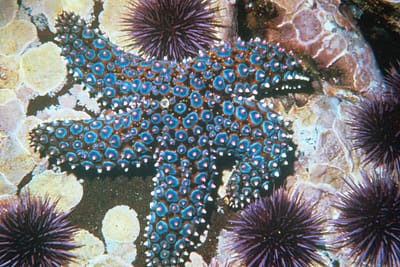 STELLA MARINA GIGANTE - Pisaster giganteus