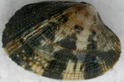 FALSA VONGOLA VERACE - Venerupis philippinarum