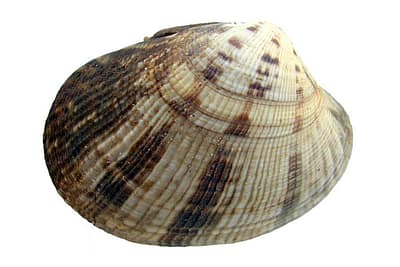 VONGOLA VERACE - Vongola verace