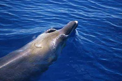 ZIFIO - Ziphius cavirostris