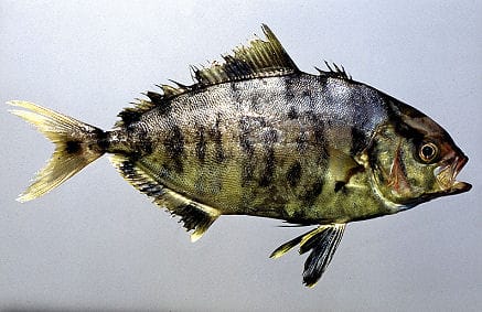 Seriola_fasciata_2_0