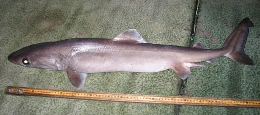 Pseudocarcharias_kamoharai_2