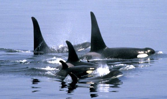 KillerWhalePod