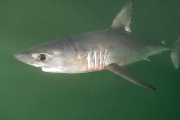 Porbeagle Shark 003