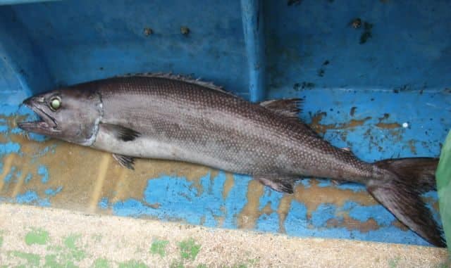 baramutu1