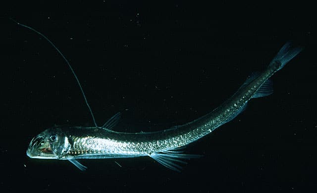 PESCE VIPERA Chauliodus Sloani MarePesca pesce-vipera-chauliodus-sloani-marepesca