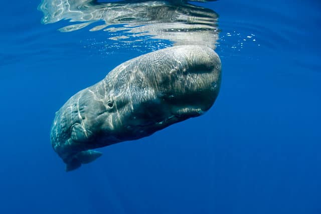 BanfiFranco_SpermWhale_lg