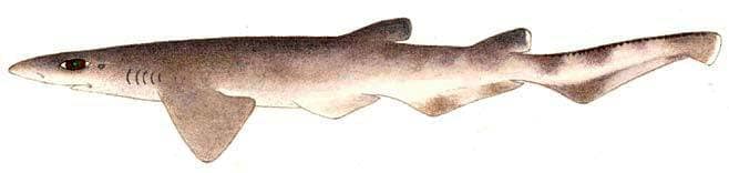 galeus_poli_658w