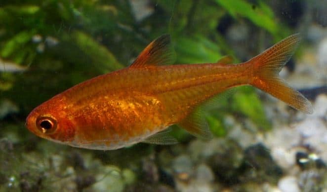 Hyphessobrycon-amandae2