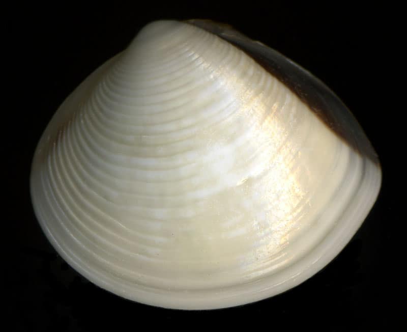 200772214043_Meretrix lyrata Sowerby, 1851 a