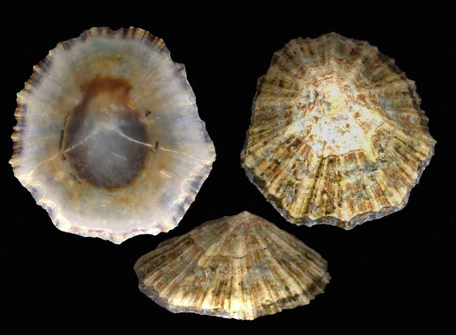 Patella caerula mm65x60 Linneo 1758.jpg_200691013348_Patella caerula mm65x60 Linneo 1758
