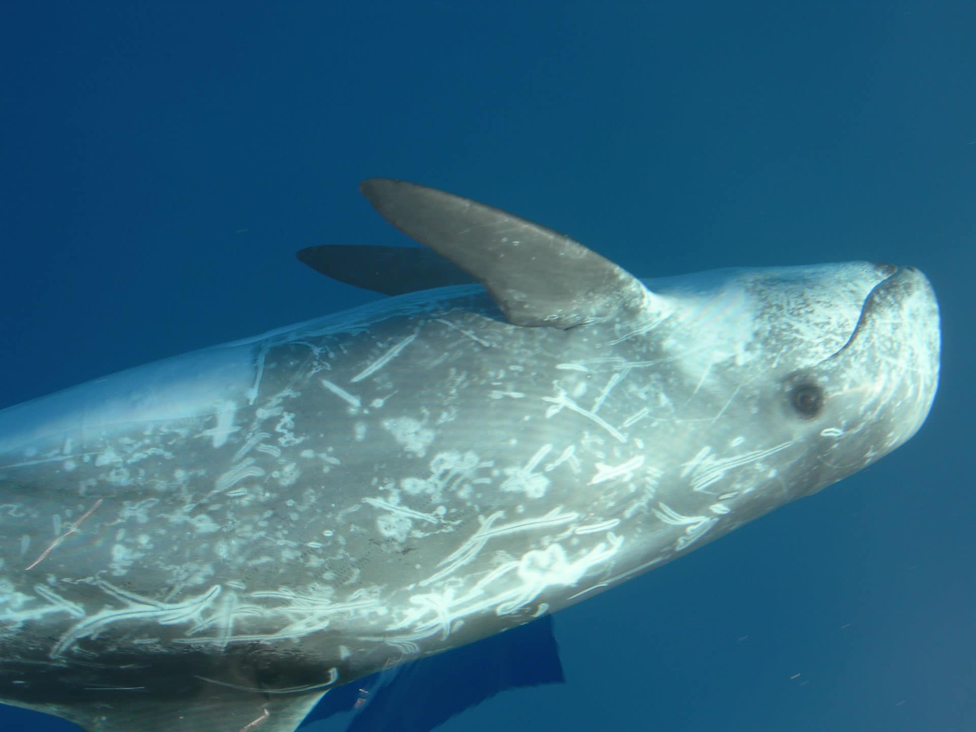 IL DELFINO CHIEDE AIUTO, IL SUB LO CURA
