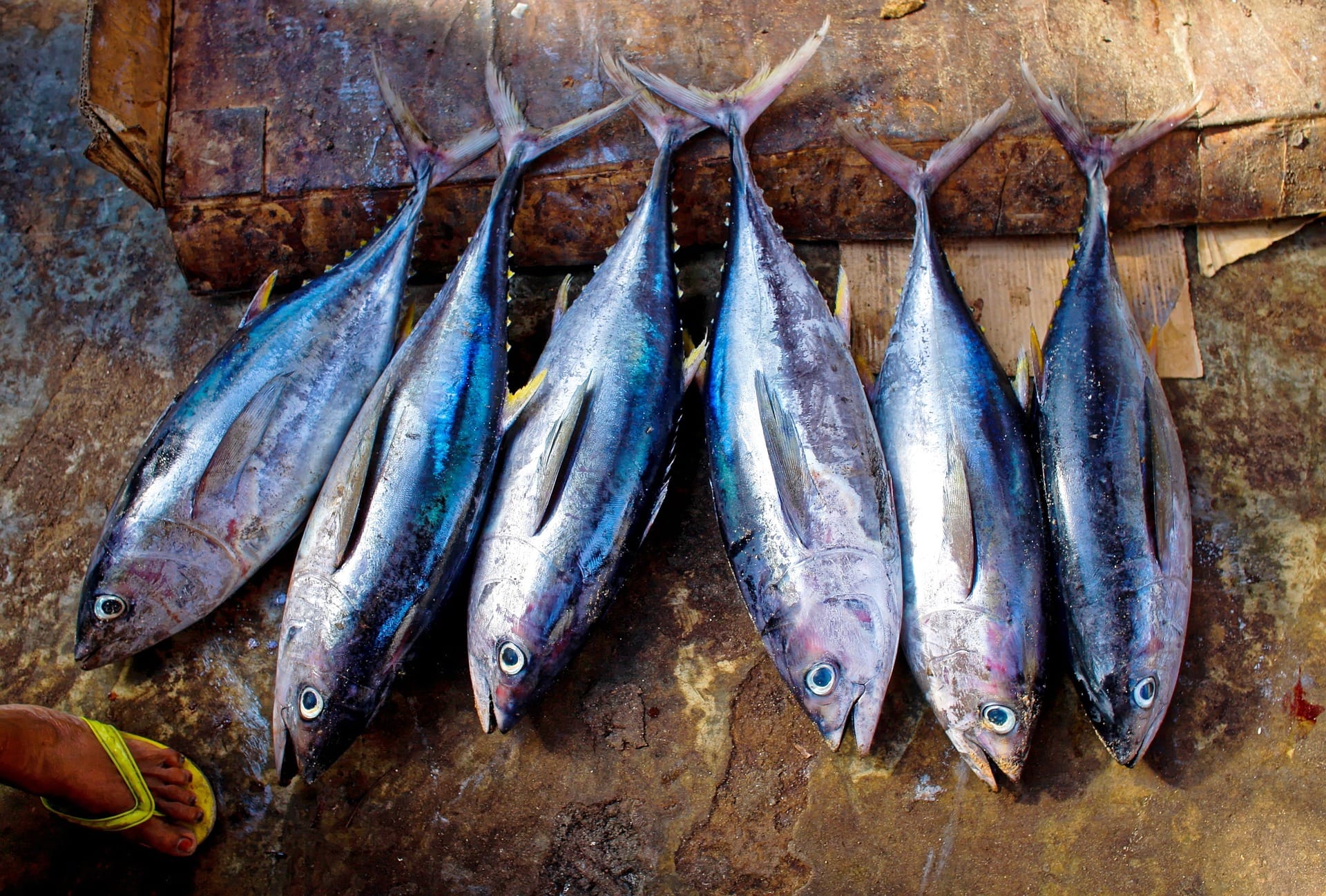L’ETICHETTA DEL PESCE FRESCO